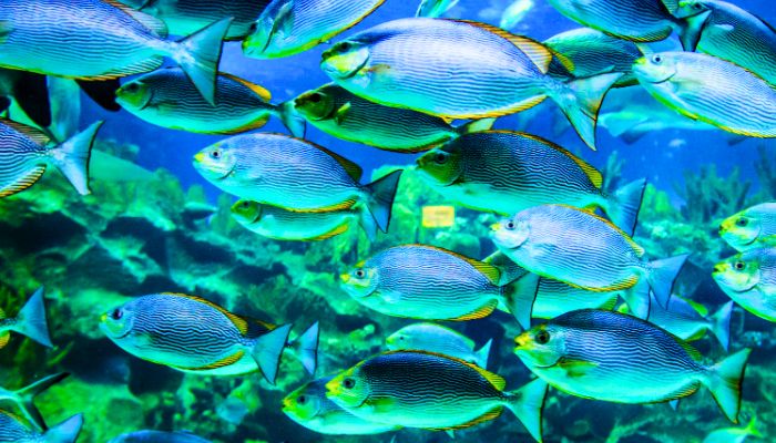 a school of fish